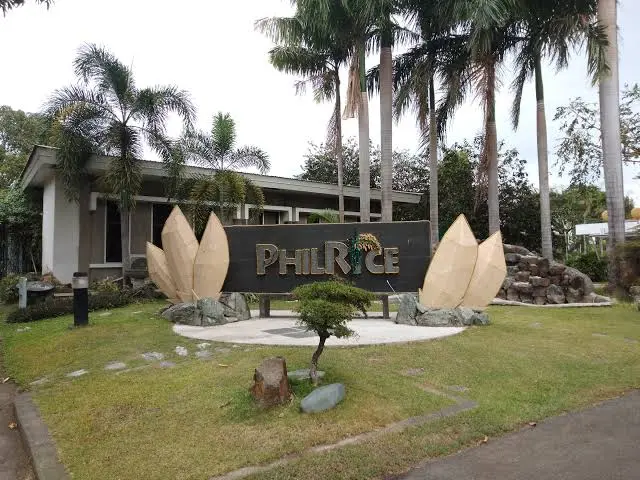 PhilRice rice fields